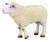 Co88008 Sheep