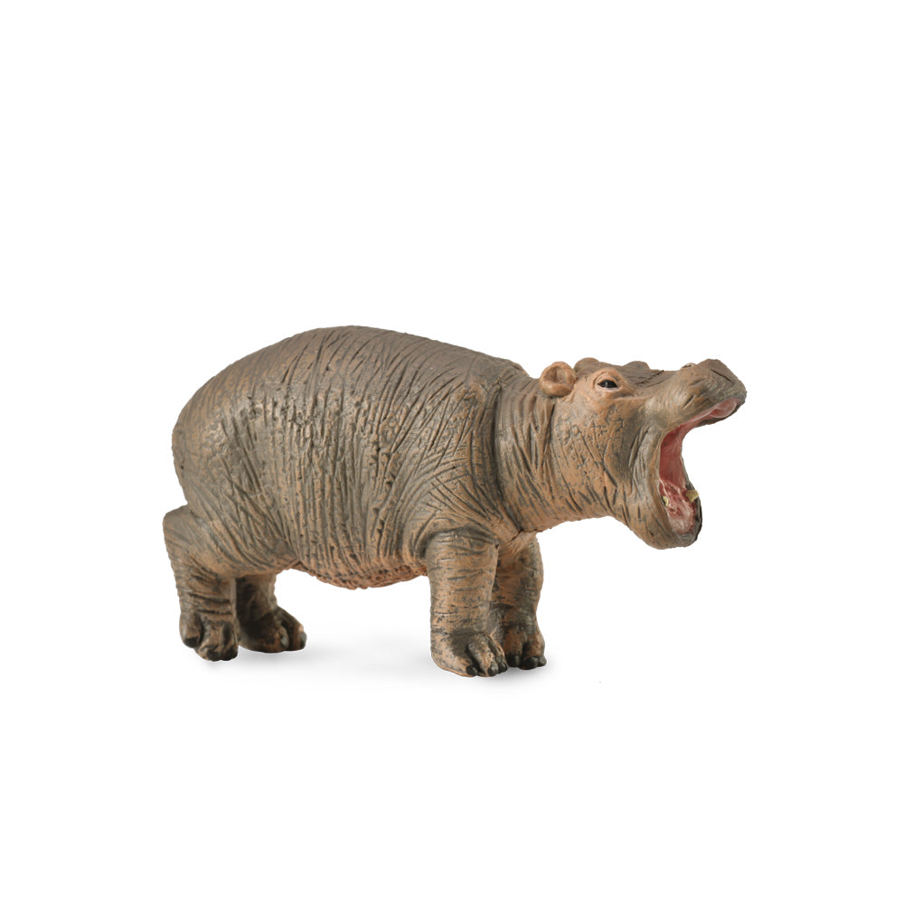 Co88090 Hippopotamus Calf