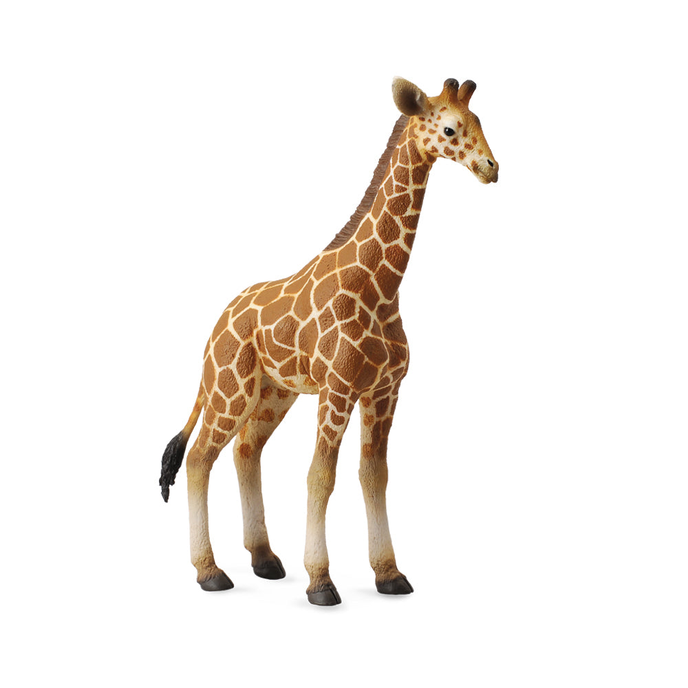 Co88535 Reticulated Giraffe Calf