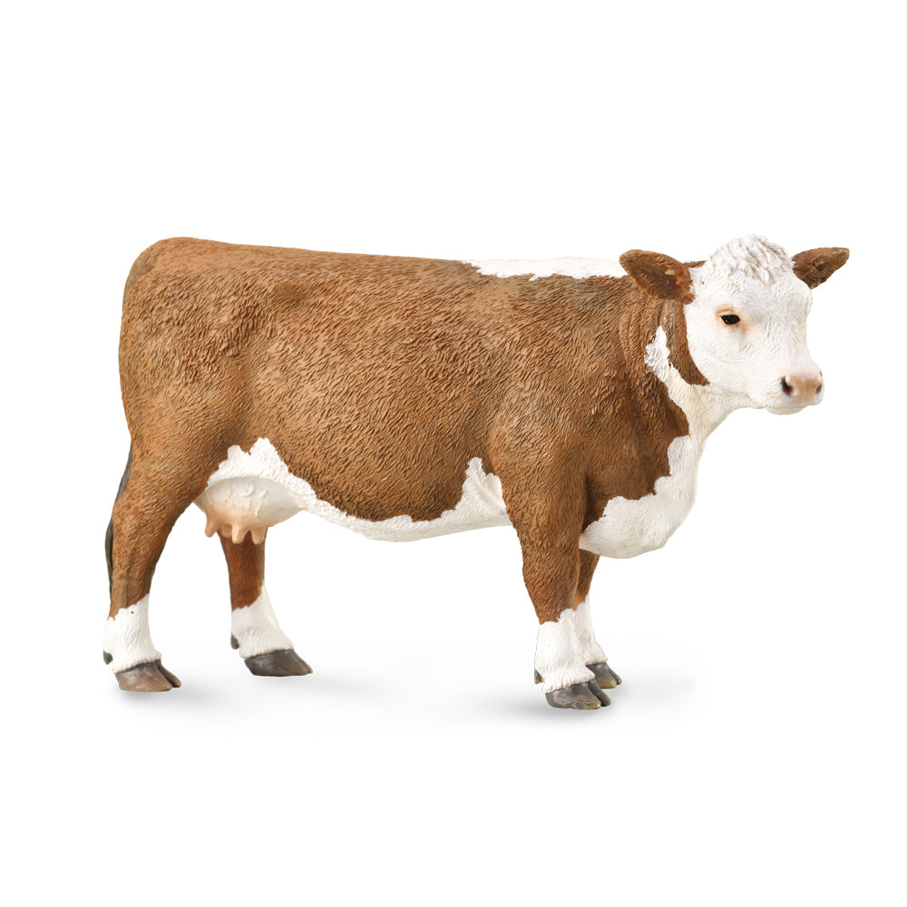 Co88860 Hereford Cow L