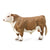 Co88861 Hereford Bull Polled L