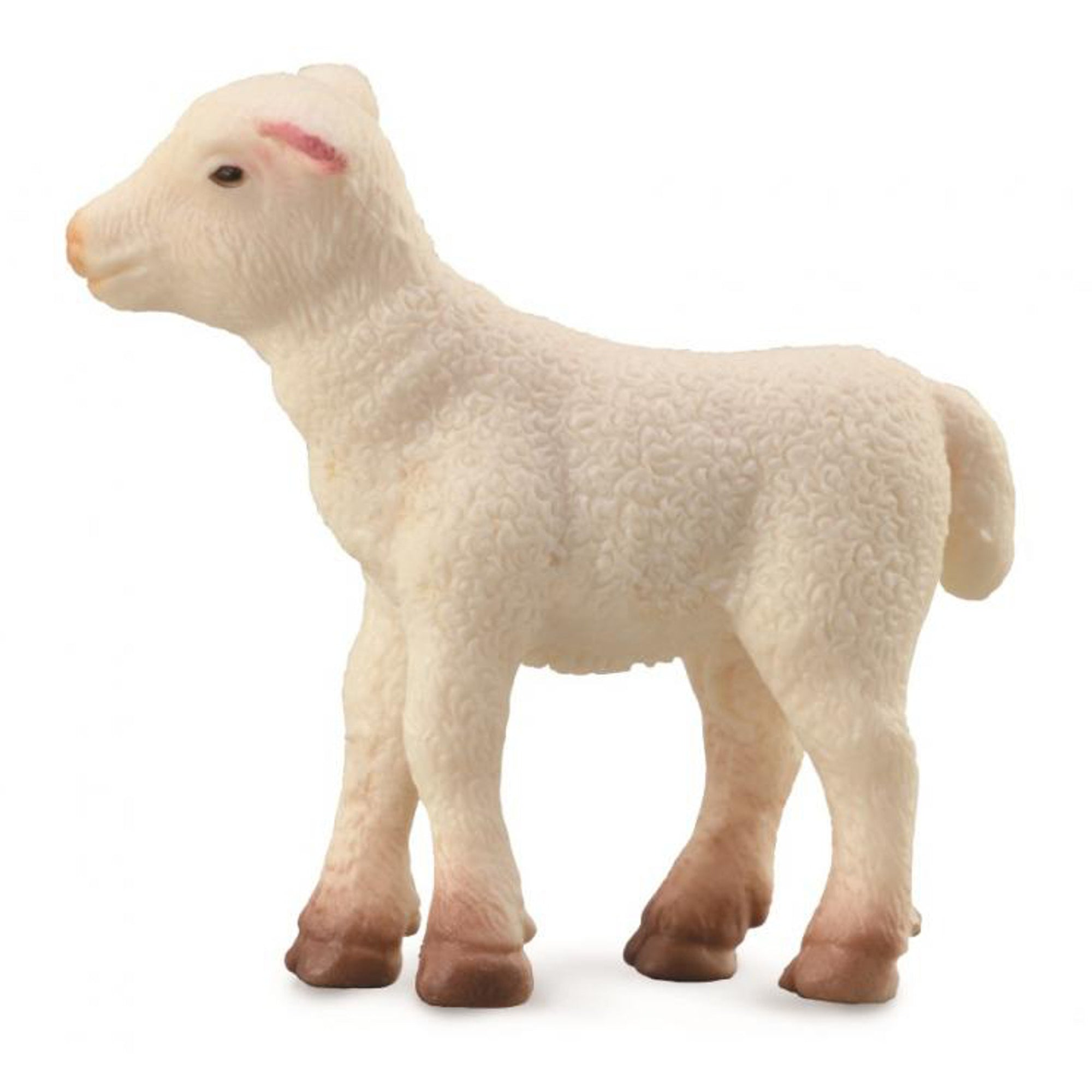 Co88009 Lamb