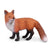Co88001 Red Fox