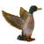 Co88378 Mallard Duck Male