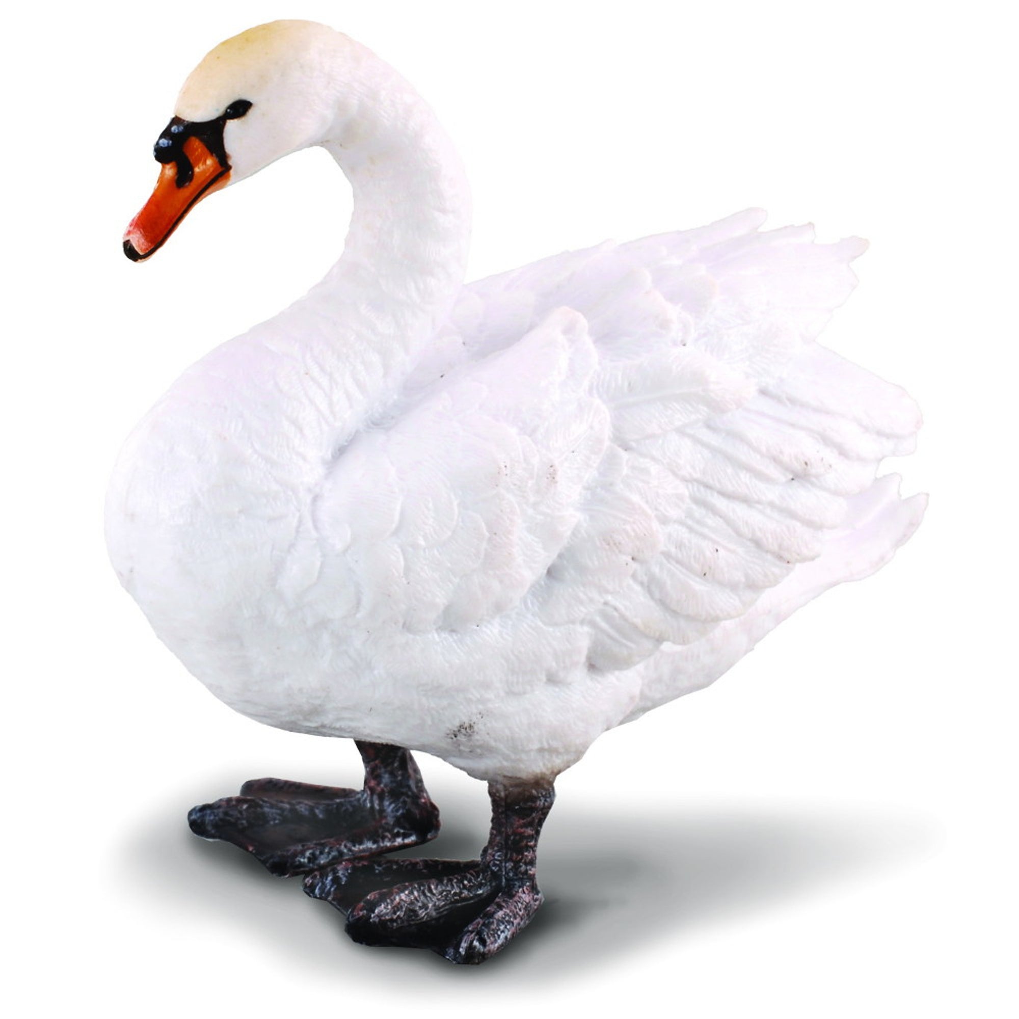 Co88211 Mute Swan