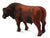 Co88508 Red Angus Bull