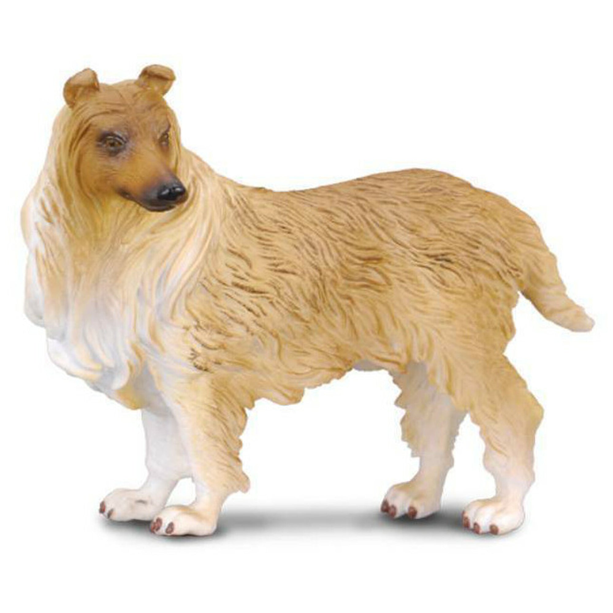 Co88191 Rough Haired Collie