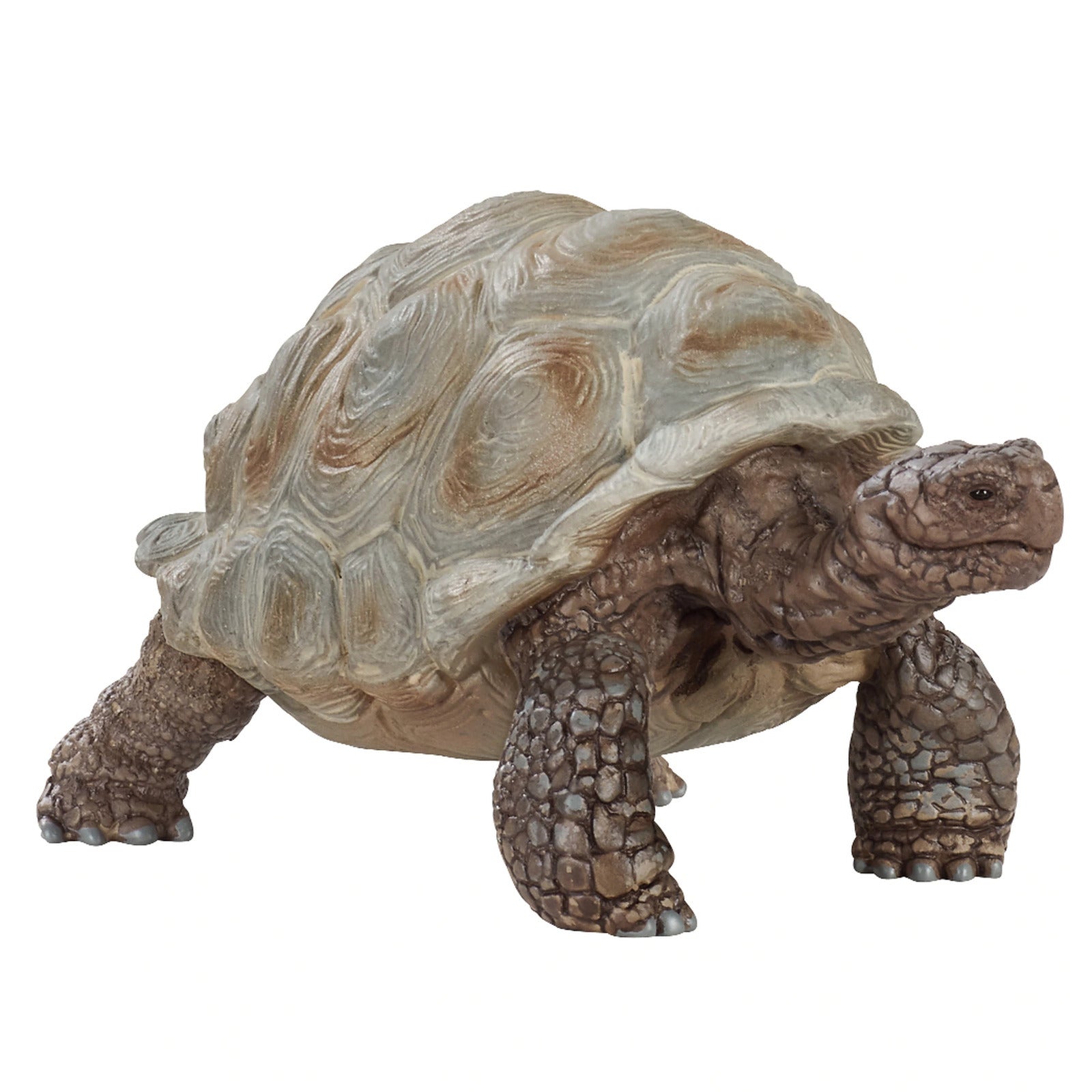 SC14824 Giant Tortoise