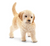 SC16396 Golden Retriever Puppy