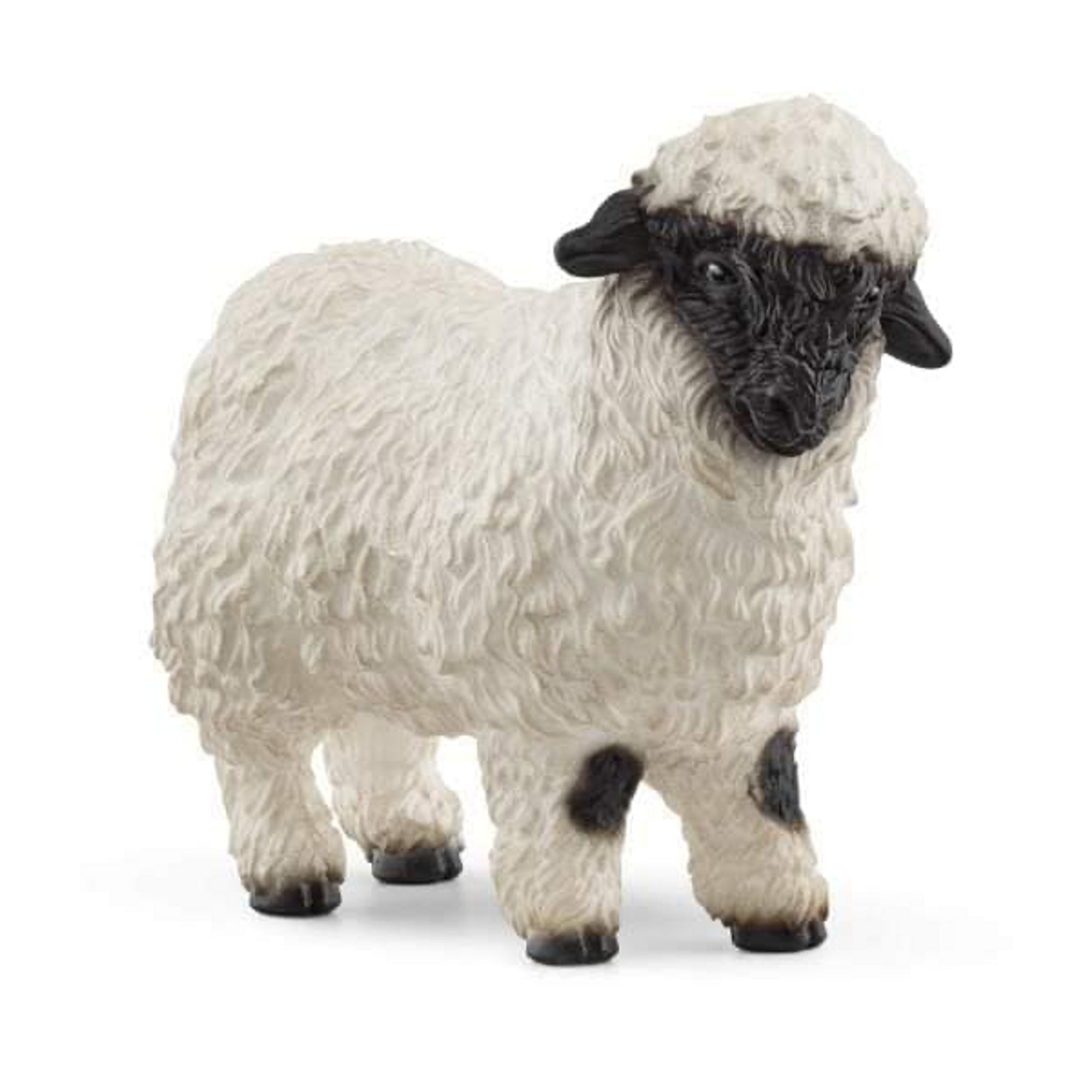 Sc13965 Valais Black nose Sheep