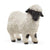 Sc13965 Valais Black nose Sheep