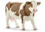 SC13801 Simmental Fleckvieh Cow
