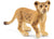 SC14813 Lion Cub
